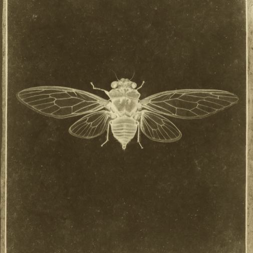 Eurydice Image