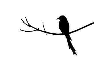 Blackbird